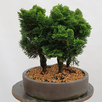 Vonkajší bonsai - Cham.pis obtusa Nana Gracilis - Cyprus-lesík - 4