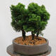 Vonkajší bonsai - Cham.pis obtusa Nana Gracilis - Cyprus-lesík - 4/4