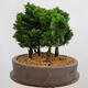 Vonkajší bonsai - Cham.pis obtusa Nana Gracilis - Cyprus-lesík - 4/4