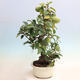 Vonkajšie bonsai - Pseudocydonia sinensis - Dula čínska - 4/7