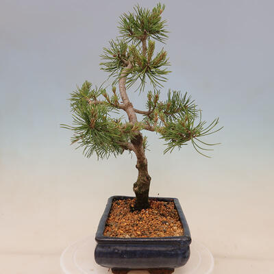 Vonkajší bonsai - Pinus mugo Humpy - Borovica kľač - 4
