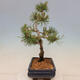 Vonkajší bonsai - Pinus mugo Humpy - Borovica kľač - 4/4