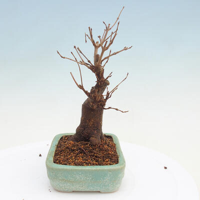 Vonkajšie bonsai - Javor Buergerianum - Javor Burgerův - 4