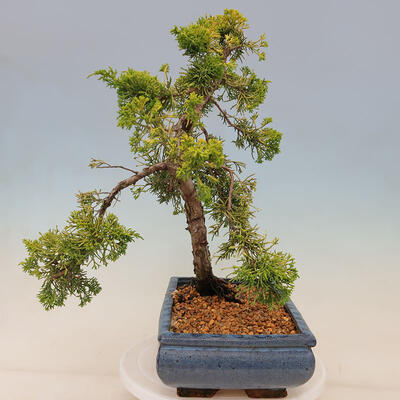 Vonkajší bonsai - Juniperus chinensis plumosa aurea - Borievka čínska zlatá - 4