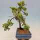Vonkajší bonsai - Juniperus chinensis plumosa aurea - Borievka čínska zlatá - 4/4