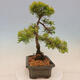 Vonkajší bonsai - Juniperus chinensis plumosa aurea - Borievka čínska zlatá - 4/4