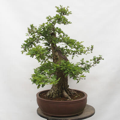 Vonkajší bonsai - Hloh - Crataegus monogyna - 4