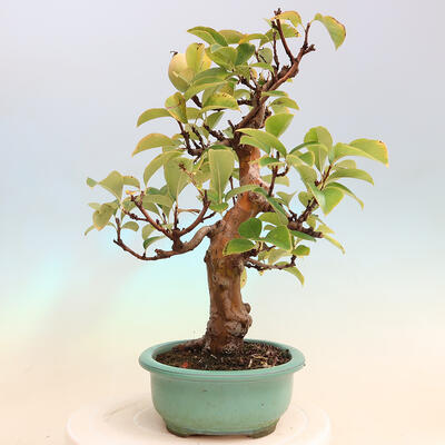 Vonkajšie bonsai - Pseudocydonia sinensis - Dula čínska - 4