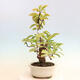 Vonkajšie bonsai - Pseudocydonia sinensis - Dula čínska - 4/6