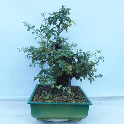 Vonkajší bonsai - Hloh jednosemenný - Crataegus monogyna - 4