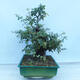 Vonkajší bonsai - Hloh jednosemenný - Crataegus monogyna - 4/6