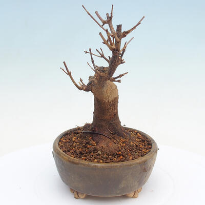 Vonkajšie bonsai - Javor Buergerianum - Javor Burgerův - 4