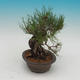 Pinus thunbergii - borovica thunbergova - 4/4