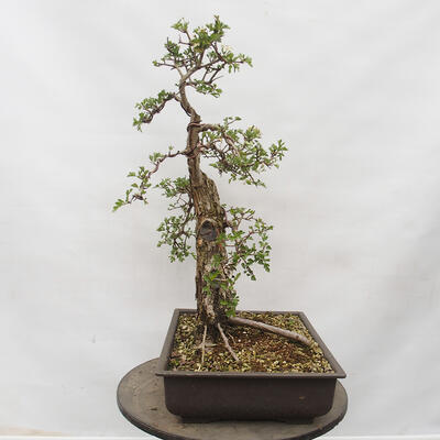 Vonkajší bonsai - Hloh - Crataegus monogyna - 4