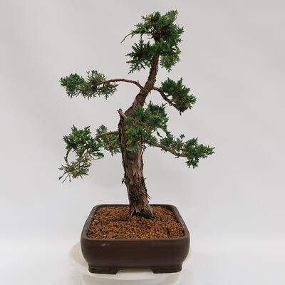 Vonkajšie bonsai - Juniperus chinensis Kishu -Jalovec čínsky - 4