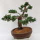Vonkajšie bonsai - Juniperus chinensis Kishu -Jalovec čínsky - 4/4