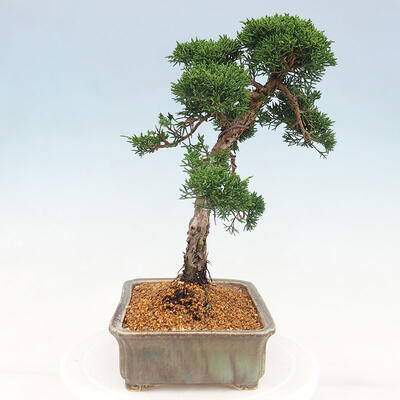 Vonkajšie bonsai - Juniperus chinensis Kishu -Jalovec čínsky - 4