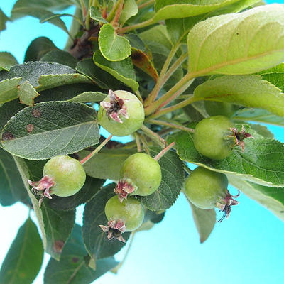 Vonkajšie bonsai -Malus halliana Maloplodé jabloň - 4
