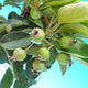 Vonkajšie bonsai -Malus halliana Maloplodé jabloň - 4/4