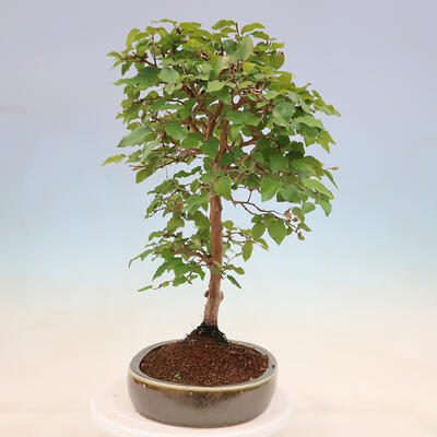 Vonkajší bonsai -Carpinus Coreana - Hrab kórejský - 4