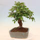 Vonkajší bonsai -Carpinus Coreana - Hrab kórejský - 4/5