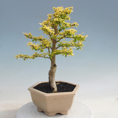 Izbová bonsai - Ligustrum Aurea - Vtáčí zob - 4