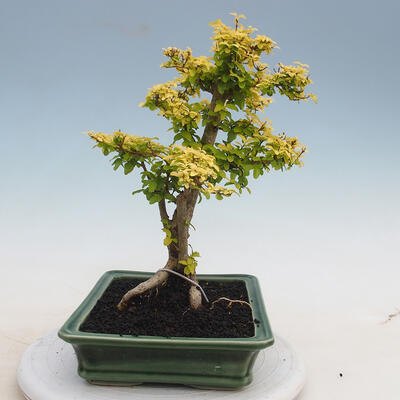 Izbová bonsai - Ligustrum Aurea - Vtáčí zob - 4