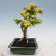 Izbová bonsai - Ligustrum Aurea - Vtáčí zob - 4/6