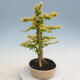 Izbová bonsai - Ligustrum Aurea - Vtáčí zob - 4/6