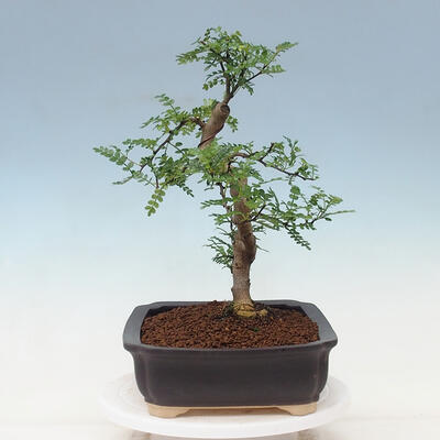 Izbová bonsai - Zantoxylum piperitum - pepřovník - 4