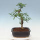 Izbová bonsai - Zantoxylum piperitum - pepřovník - 4/7