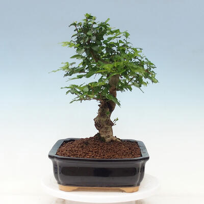 Izbová bonsai -Ligustrum chinensis - Vtáčí zob - 4