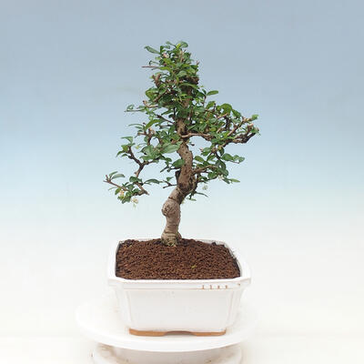Izbová bonsai - Carmona macrophylla - Čaj fuki - 4