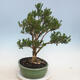 Izbová bonsai - Buxus harlandii - korkový buxus - 4/6