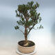 Izbová bonsai - Buxus harlandii - korkový buxus - 4/6