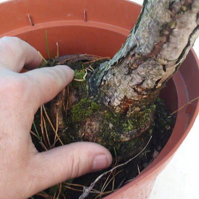 Yamadori - Borovica lesná - Pinus sylvestris - 4