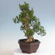 Izbová bonsai - Buxus harlandii - korkový buxus - 4/5