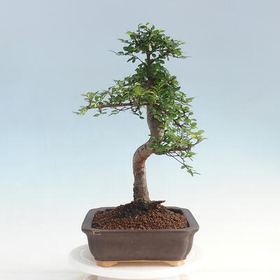 Izbová bonsai - Ulmus parvifolia - malolistá brest - 4