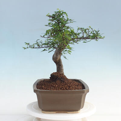 Izbová bonsai - Ulmus parvifolia - malolistá brest - 4