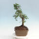 Izbová bonsai - Ulmus parvifolia - malolistá brest - 4/6