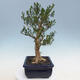 Izbová bonsai - Buxus harlandii - korkový buxus - 4/7