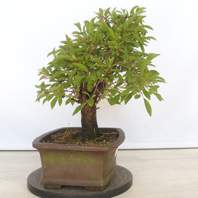 Vonkajšie bonsai - Mahalebka - Prunus mahalieb - 4