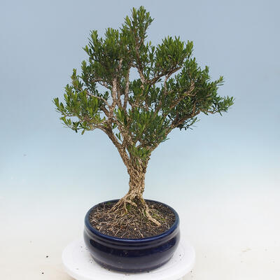 Izbová bonsai - Buxus harlandii - korkový buxus - 4