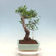 Izbová bonsai - Ficus kimmen - malolistý fikus - 4/4