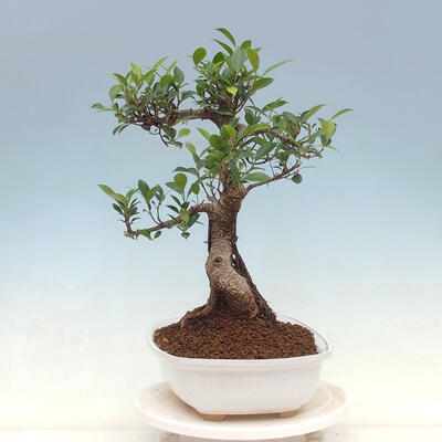 Izbová bonsai - Ficus kimmen - malolistý fikus - 4
