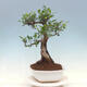 Izbová bonsai - Ficus kimmen - malolistý fikus - 4/4