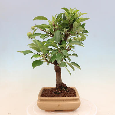 Vonkajší bonsai -Malus halliana - Maloplodé jabloň - 4