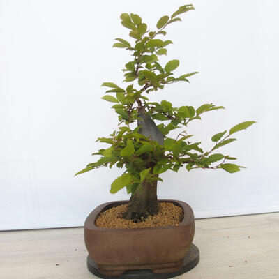 Vonkajší bonsai - Hrab obyčajný - Carpinus betulus - 4