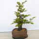 Vonkajší bonsai - Hrab obyčajný - Carpinus betulus - 4/5
