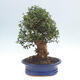 Izbová bonsai - Olea europaea sylvestris -Oliva evropská drobnolistá - 4/7